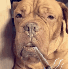 Master Dozer
